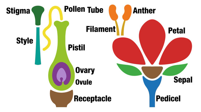 Illustrated diagram of flower anatomy showing stigma, style, pollen tube, anther, filament, petals and sepals for botanical education