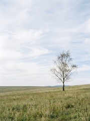 Fototapeta premium A lone tree stands in a vast open field under a cloudy sky on a sunny day with green grass and dry branches.