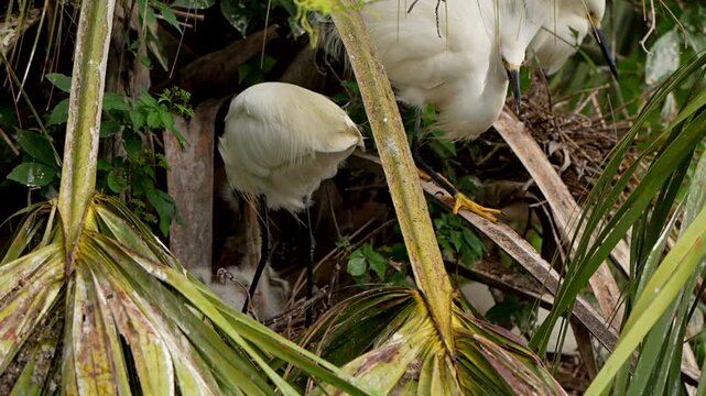 Snowy egrets and their chicks