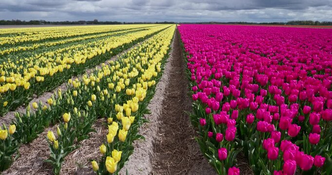 Bright pink and yellow tulips blooming in neat rows across a rural field