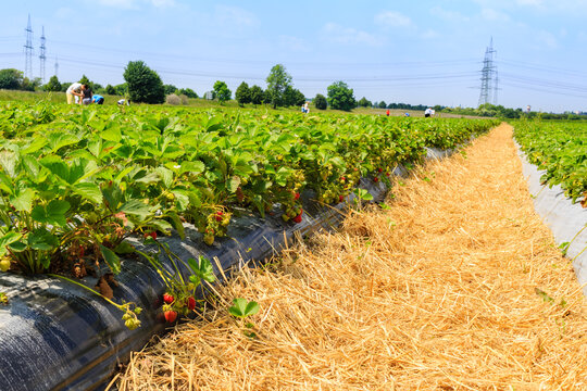 Farmers harvest strawberries in a field under clear sky during midday in summer