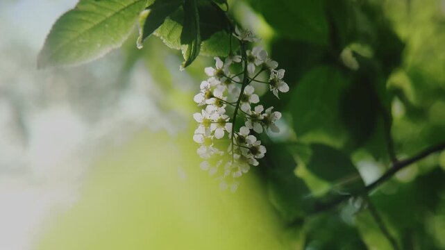 Spring nature, tranquil background. Prunus padus in bloom, close up. Branch with bird cherry blossoms sways in the wind. 