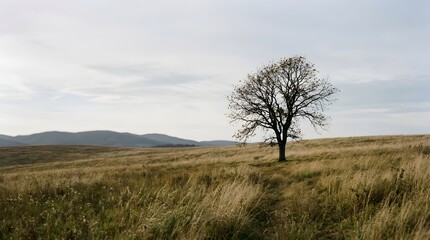 Fototapeta premium A lone tree stands in a vast, open field with a mountain range in the background under a cloudy sky –_NATURE_MINIMAL_202605062321_58.
