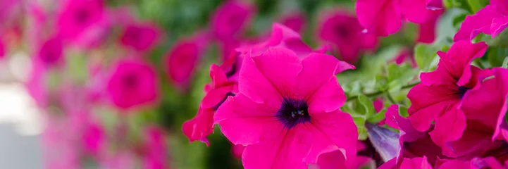 Fototapeten Pink Bright pink flowers in a garden setting during daylight hours show nature's vibrant colors and sunny atmosphere  © Fleuronica