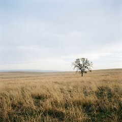 Fototapeta premium A lone tree stands in a vast, open field of dry grass under a cloudy sky on a sunny day.