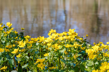 Fototapeta premium Bright yellow flowers grow near a calm water body in a natural setting during a sunny day