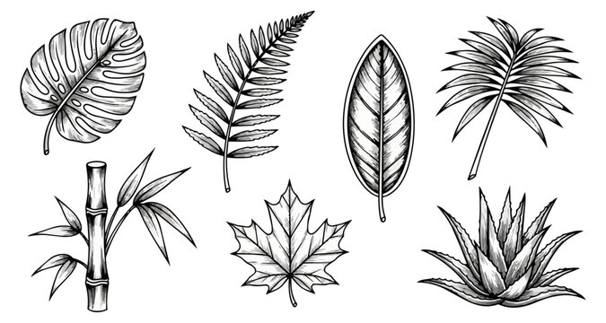 Botanical illustration collection of various leaf types