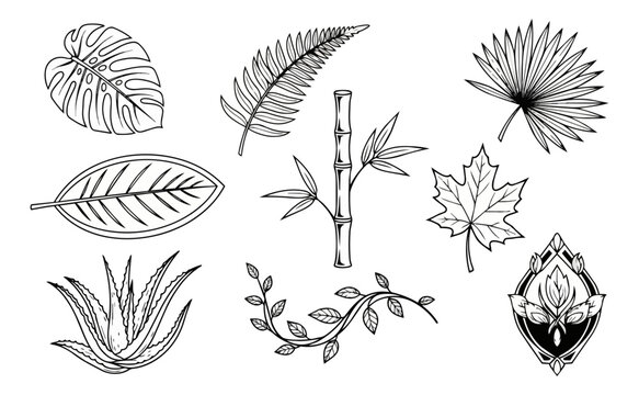 Botanical illustrations diverse leaf and plant elements on dark background