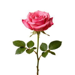 Fototapeta premium Beautiful Pink Rose Bloom with Green Leaves and Stem Isolated on Transparent Background
