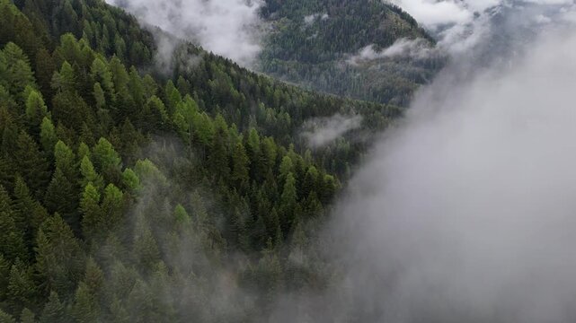 bosco montagna nube nebbia 