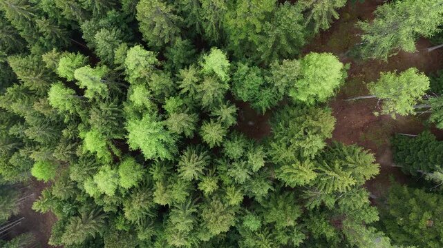 alberi foresta abeti conifere drone 