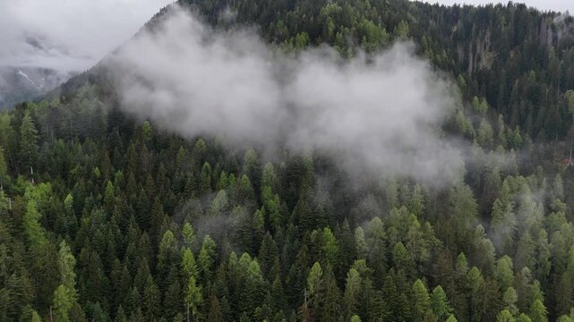 bosco nebbia Nube