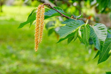 Fototapeta premium Freshly blooming catkins hang from a branch in a green garden during springtime