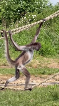 Spider monkey suspended on thick rope with long limbs extended outdoors