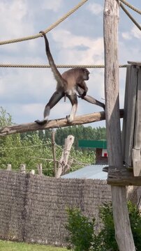 Spider monkey suspended on thick rope with long limbs extended outdoors