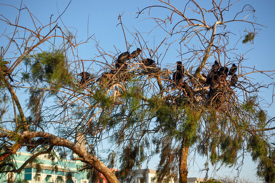 Perched on a windswept tree in Swakopmund, white-breasted cormorants survey the Atlantic coast, their dark silhouettes standing out against the bright coastal sky of Namibia.