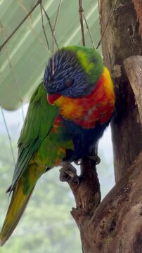 Colorful rainbow lorikeet clinging to tree branch with vivid multicolored plumage