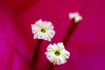 Gros plan sur le feuillage coloré et les fleurs d'un bougainvillier © PPJ