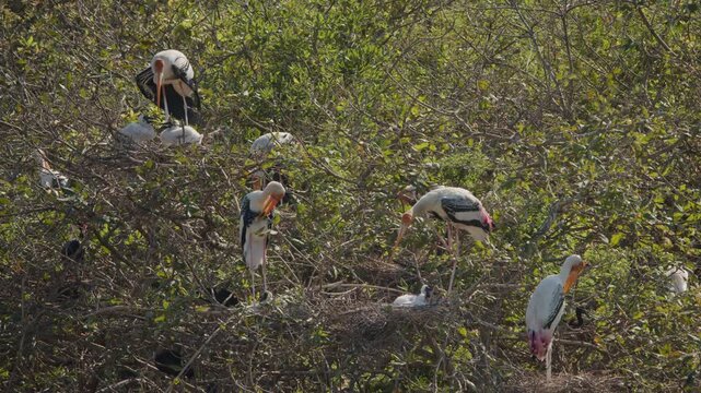 Painted storks and chicks gathered among tangled branches in a wetland nesting colony surrounded by lush natural vegetation.