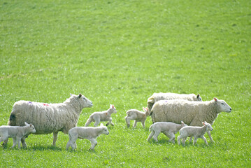 Fototapeta premium Sheep and lambs in fields at Draughton near Skipton on the edge of the Yorkshire Dales National Park