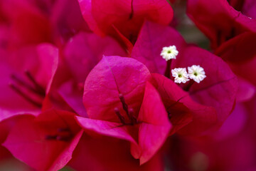 Gros plan sur le feuillage coloré et les fleurs d'un bougainvillier © PPJ