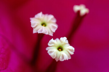 Gros plan sur le feuillage coloré et les fleurs d'un bougainvillier © PPJ