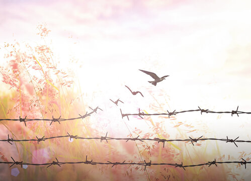 Concept of freedom and hope with birds flying over broken barbed wire fence in a dreamy sunset field background