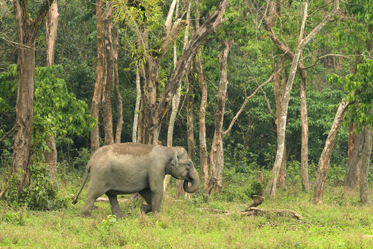Wild Asian Elephant walking in forest habitat in Manas National Park Assam India
