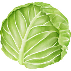 Obraz premium Watercolor Illustration of a Fresh Cabbage 
