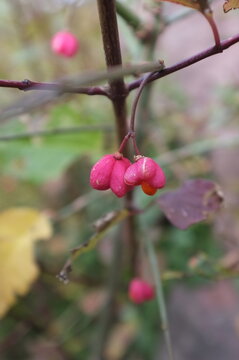 Macro shot of pink spindle tree berries (Euonymus europaeus) with orange seeds. Colorful autumn fruits on a branch in the Vosges mountains, France.