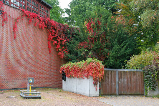 Vibrant red autumn ivy growing on a brick wall . Scenic fall foliage outdoors with wooden gates and lush green trees. Memmingen, Bavaria, Germany.