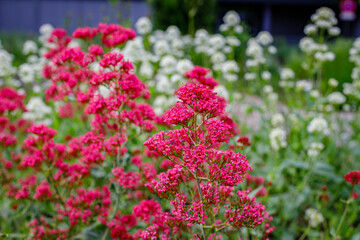 Obraz premium Bright pink flowers grow in a garden surrounded by white blooms and greenery during a sunny day