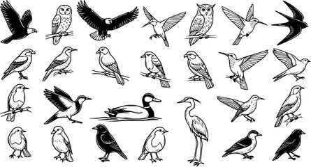 Naklejka premium Diverse Collection of Black and White Line Art Birds on White Background - Vector Illustrations