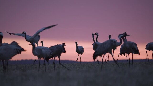 Common Cranes at Nordic Sunrise