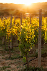 Obraz premium Grape vine on a trellis during golden hour sunset