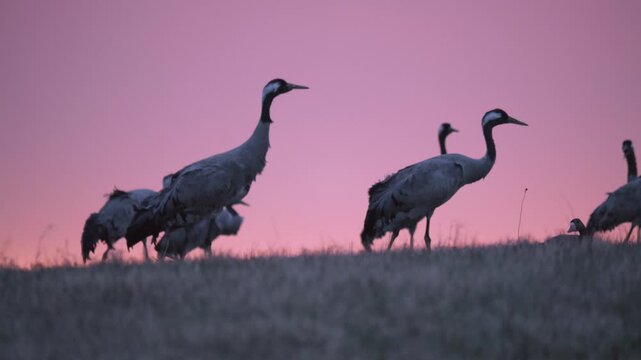 Common Cranes at Nordic Sunrise