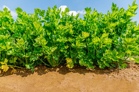 Celery plants grow in a sunny field during the day with blue sky in the background
