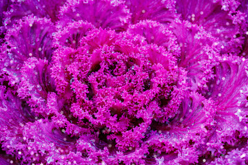 Obraz premium Close view of a vibrant purple ornamental cabbage plant in sunlight with detailed texture and leaf patterns