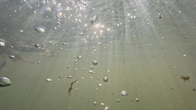 Slow motion split view of river with dirty bottom branches leaves and organic particles moving in sunlit water
