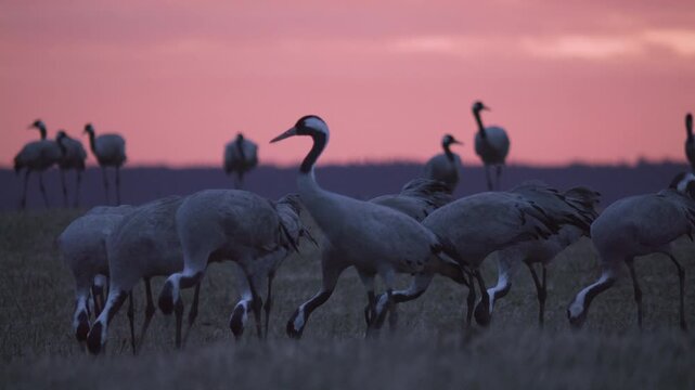 Common Cranes at Nordic Sunrise