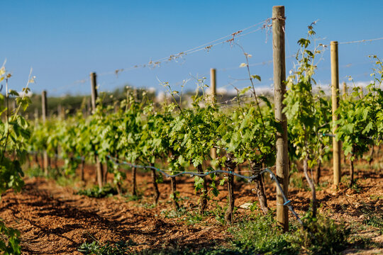 Trellis system for young grape vines in a farm vineyard