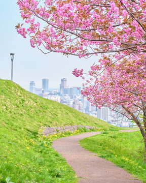 八重桜が見頃を迎えた春の旭山記念公園と札幌市街の眺望 View of Sapporo city and spring's Asahiyama Memorial Park with double cherry blossoms in full bloom