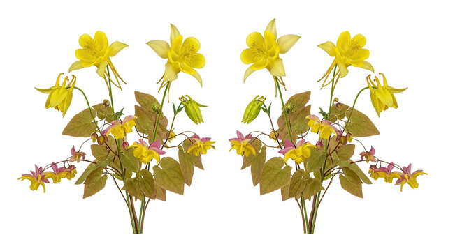 Set of Aquilegia chrysantha and Epimedium versicolor frontal isolated png on a transparent background perfectly cutout high resolution