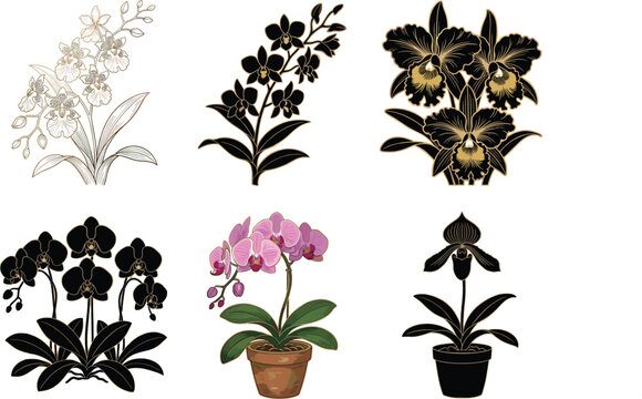 Set of orchid flower illustrations featuring phalaenopsis, cattleya, and slipper orchids in silhouettes, line art, and color for botanical design