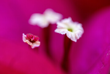Gros plan sur le feuillage coloré et les fleurs d'un bougainvillier © PPJ