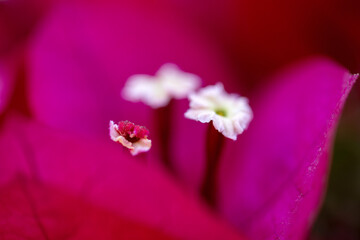 Gros plan sur le feuillage coloré et les fleurs d'un bougainvillier © PPJ