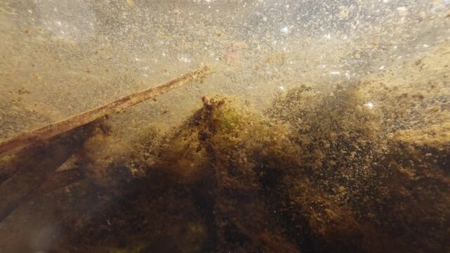 Underwater slow motion footage of river showing particles plants and decomposing material with split surface composition