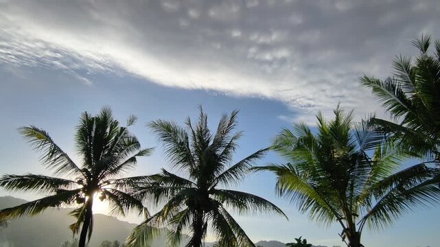 coconut trees swaying against a dramatic cloudy blue sky at sunrise. Tropical rural landscape in West Java, Indonesia. Peaceful morning.