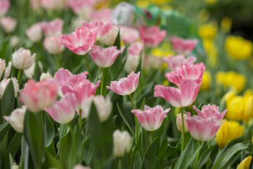 Obraz premium Baby pink and white tulips in a garden festival with yellow tulips in the background 