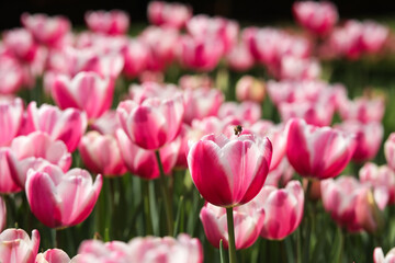 Fototapeta premium pink and white tulips with a bee flying around in blurred background in a sunny day